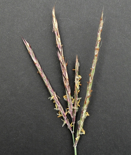 {Andropogon gerardii}